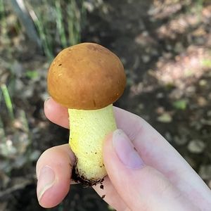 Meet your Posher, Uliana